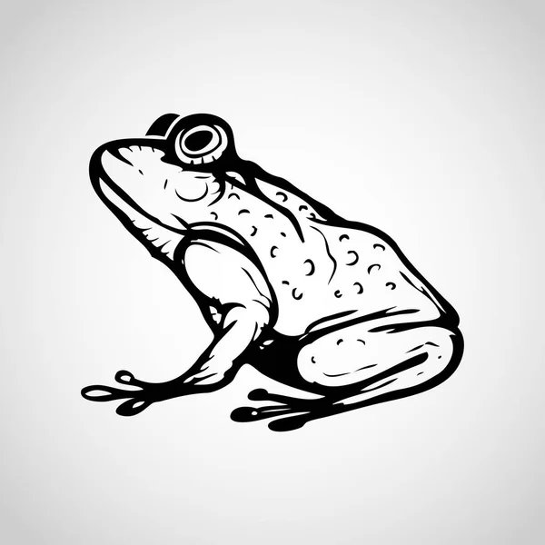 Image vectorielle de grenouille sur fond blanc, Illustration vectorielle . — Image vectorielle