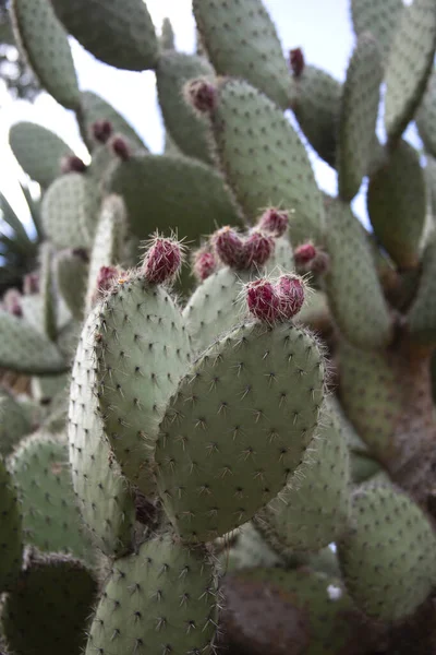 Prickly Pear cactus with fetus
