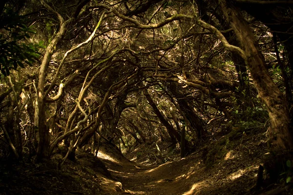 Anaga Doğal Parkı - Tenerife - İspanya