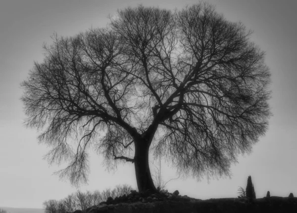 孤独な木の白と黒 — ストック写真