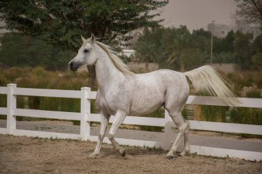 Kum yüzeyinde dörtnala giden beyaz renkli safkan Endülüs atı..
