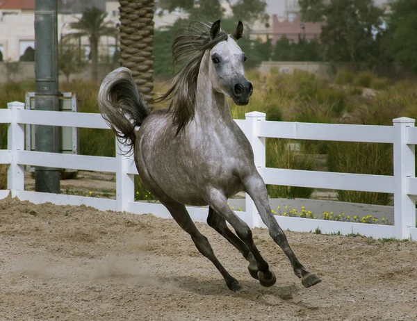 ベイト アラブの砂の表面にパドックで実行されているアップルグレーのアラビア馬 クウェート — ストック写真