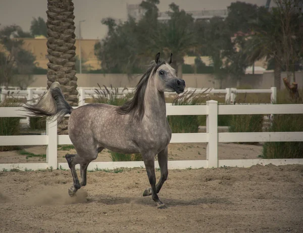 Caballo Árabe Gris Corriendo Galopando Campo Entrenamiento Bait Arab Kuwait — Foto de Stock