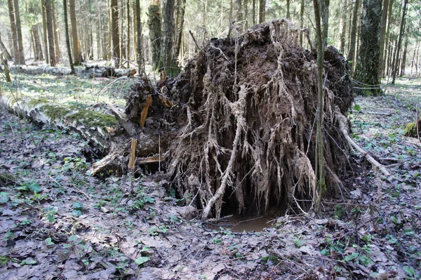 Forêt Printanière Journée Ensoleillée — Photo