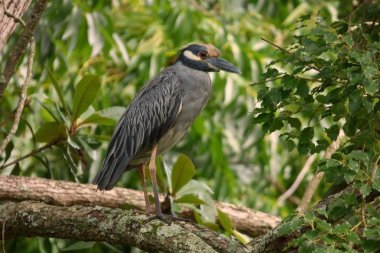 Sarı taçlı gece balıkçılı