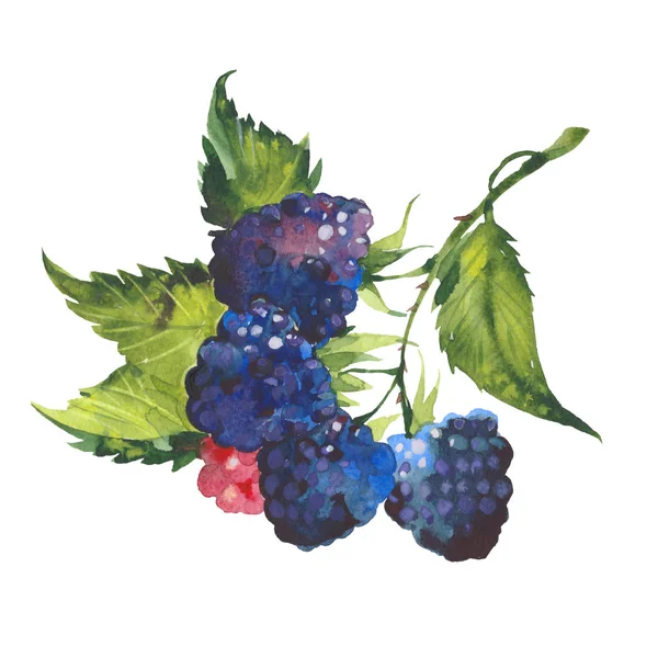 Aquarela blackberry ramo — Fotografia de Stock