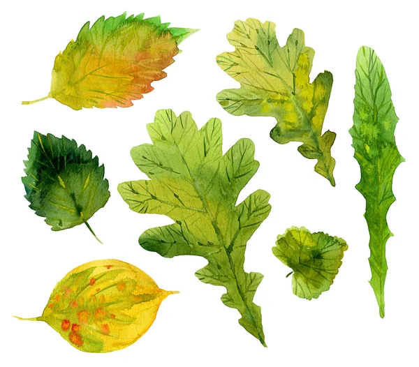Watercolor green leaves — Stock Photo, Image