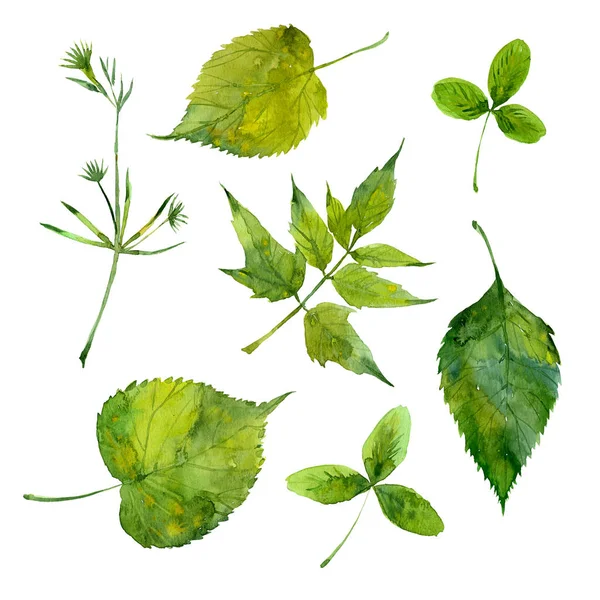 Akvarell zöld levelek — Stock Fotó