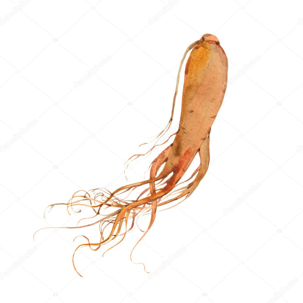 watercolor ginseng root