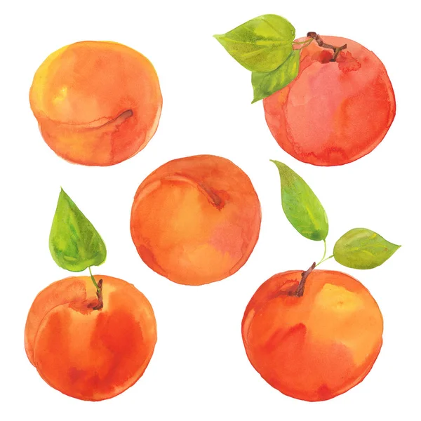 Akvarell mogna aprikoser — Stockfoto