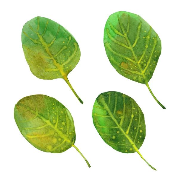 Quatre feuilles d'épinards — Photo
