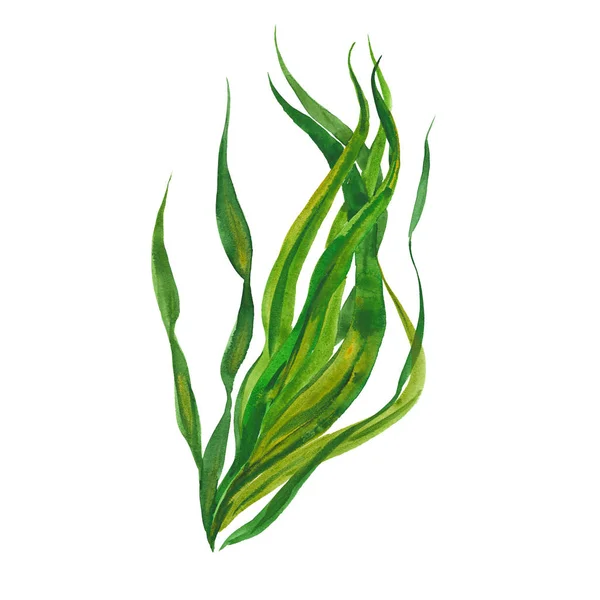 suluboya kelp yosunu