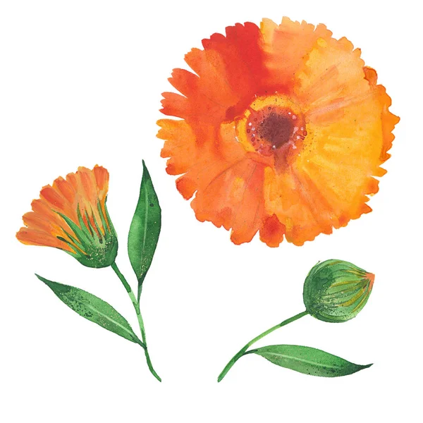 Akvarell calendula virág — Stock Fotó
