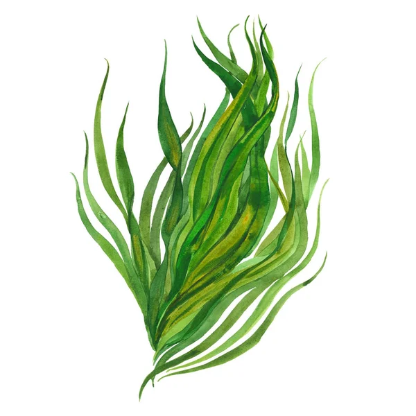 Imagem aquarela de algas marinhas — Fotografia de Stock