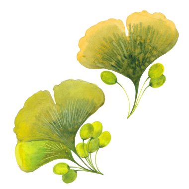 suluboya ginkgo biloba