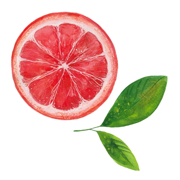 Grapefruit  and two leaves — Stock Photo, Image