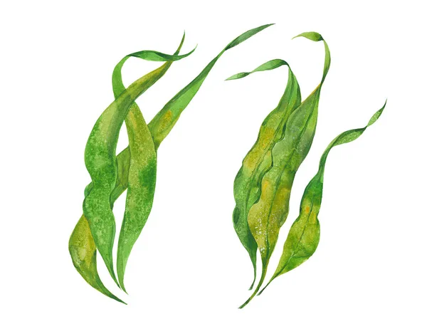 Akvarell tång kelp — Stockfoto