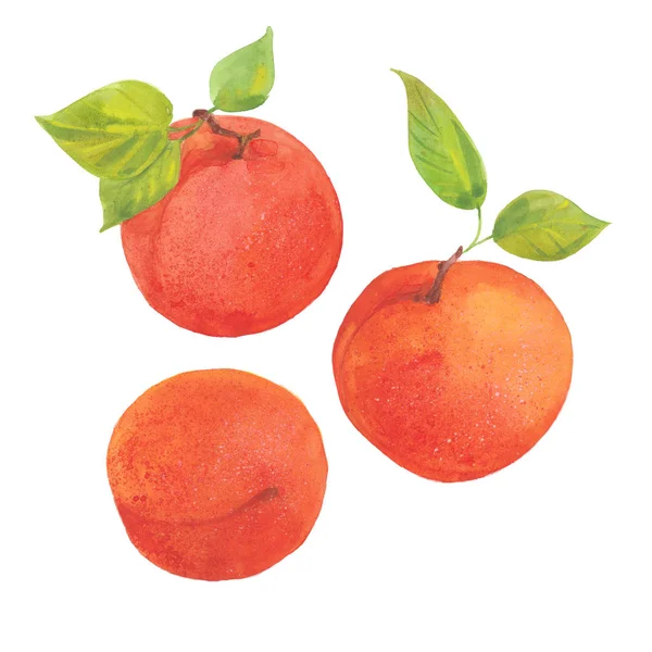 三个成熟杏子 — 图库照片