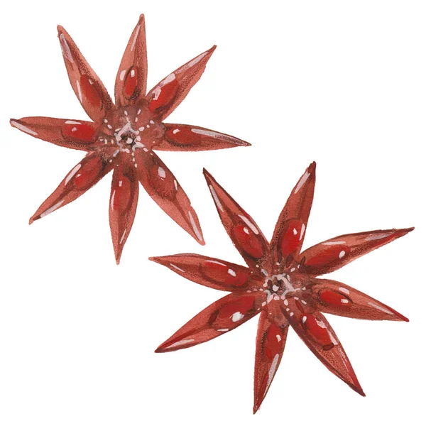 Watercolor star anise — Stock Photo, Image