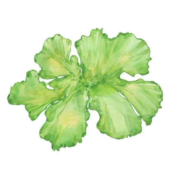Watercolor sea lettuce — Stock Photo, Image
