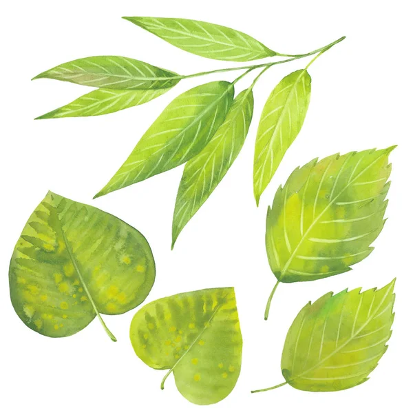 Watercolor green leaves — Stock Photo, Image
