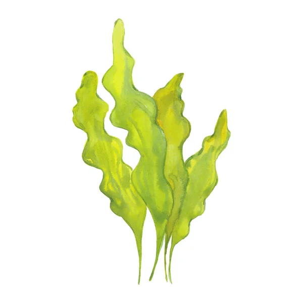 Watercolor laminaria leaves — Stock Photo, Image