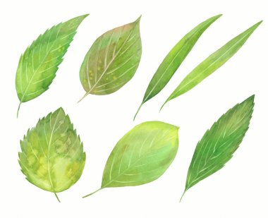 Suluboya yeşil yapraklar