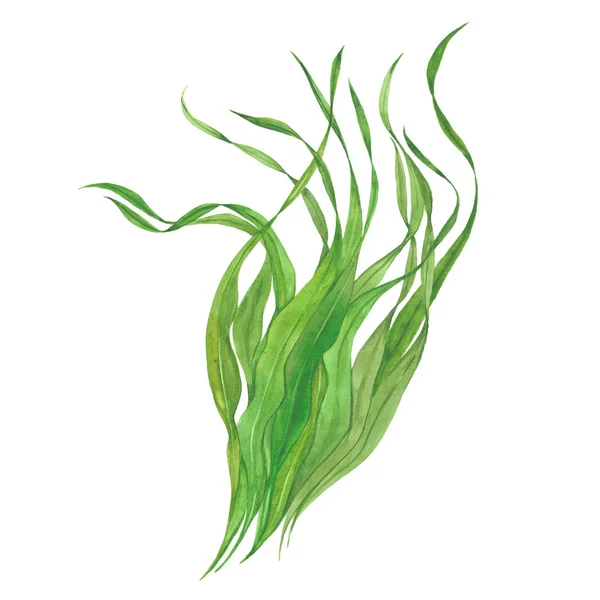 Akwarela zielona wodorosty — Zdjęcie stockowe