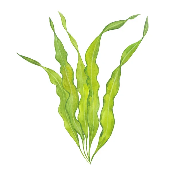 Ακουαρέλα φύκι kelp — Φωτογραφία Αρχείου