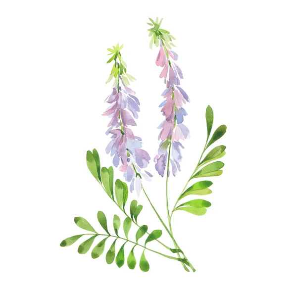 Watercolor flowering licorice stalk — Stock Photo, Image