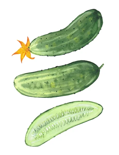 Tre Gröna Gurkor Sund Matlagning Ekologisk Mat Akvarell Illustration Vit — Stockfoto