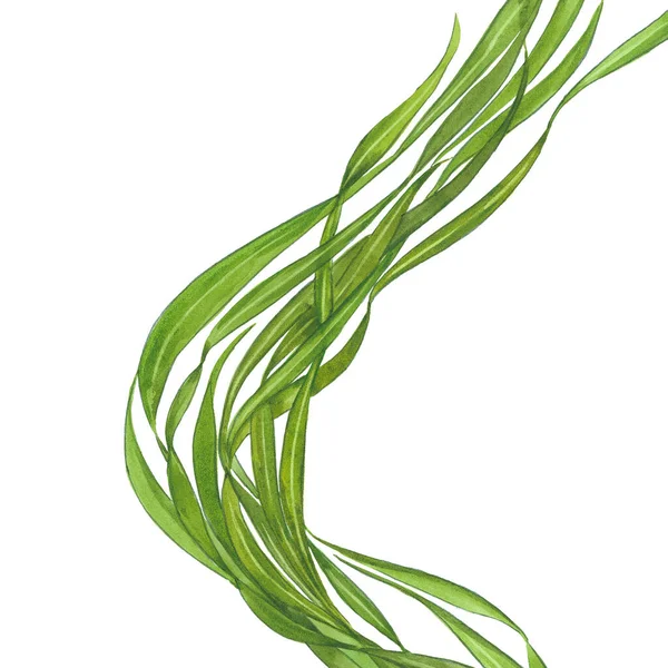 Schöne Und Nützliche Algen Aquarell Illustration Auf Weißem Hintergrund — Stockfoto
