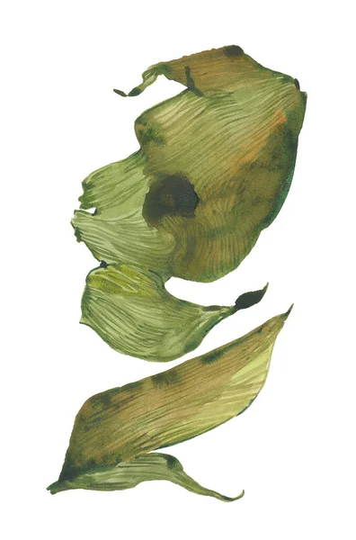 Ilustração de algas secas — Fotografia de Stock