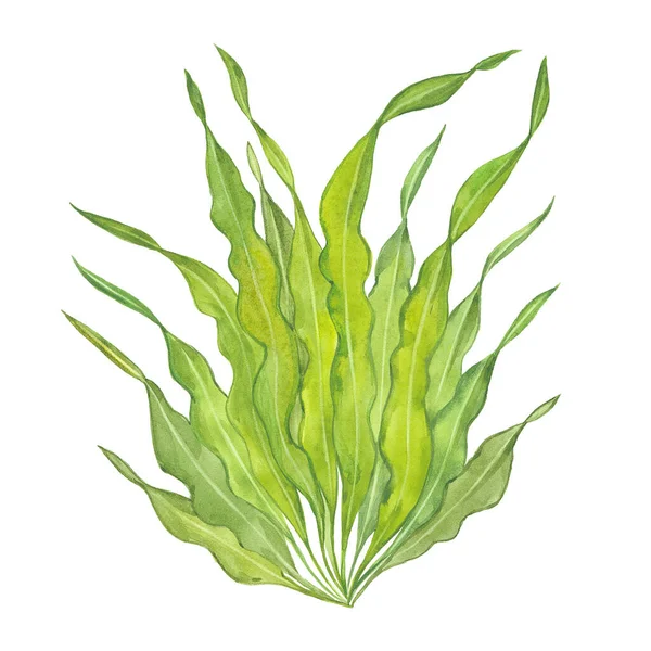 Акварель зелені водорості — стокове фото
