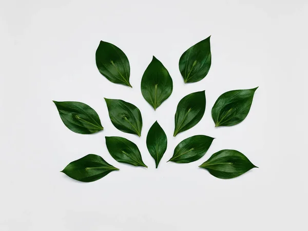 Minimalist plant background ⬇ Stock Photo, Image by © PictureStore