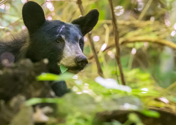 Черный медведь поедает листья — стоковое фото