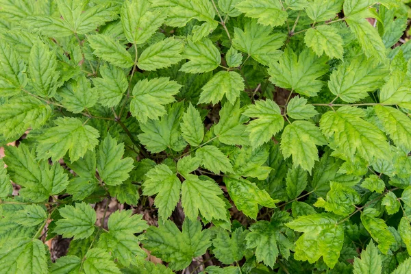 Közelkép a Baneberry levelek — Stock Fotó