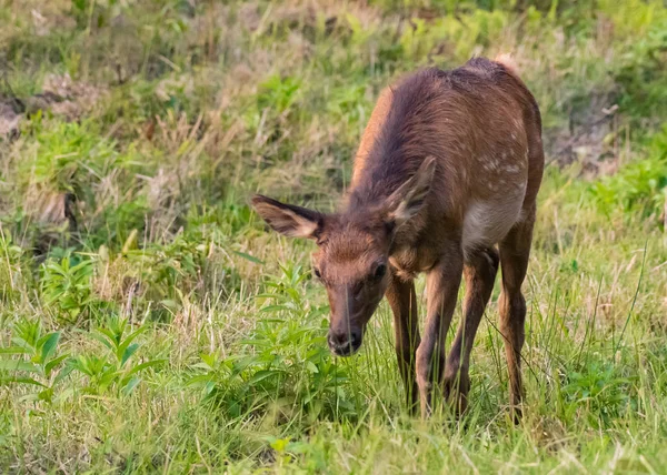Young Elk Grazing in Green Field — Stock Photo, Image