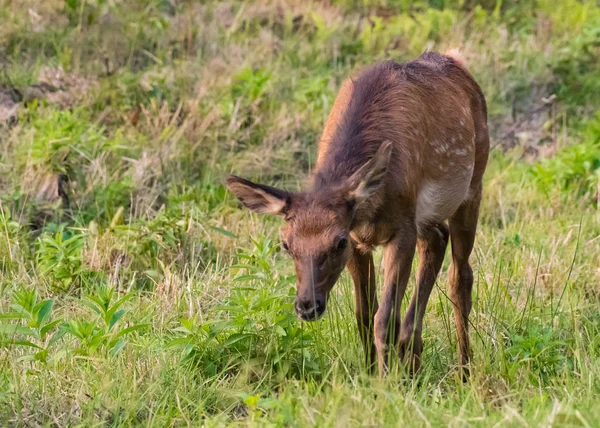 Ung älg betar i grönt fält — Stockfoto