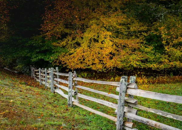 Gelber Baum hinter einem gespaltenen Gitterzaun — Stockfoto