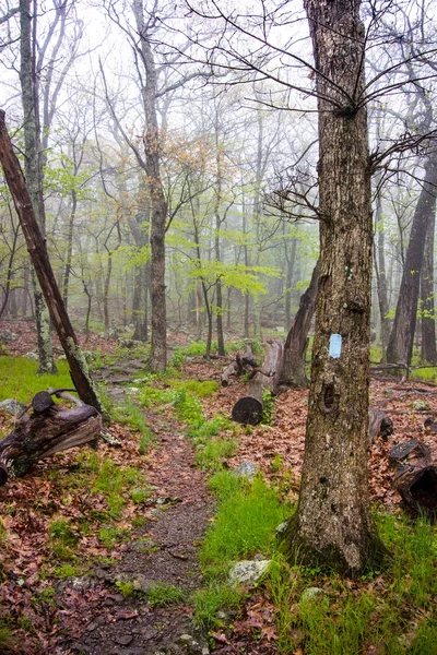 Bleu flamboyant à Shenandoah — Photo