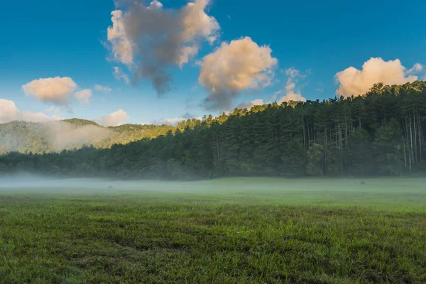 Elk Grazing em Foggy Valley como a luz do sol Tops the Trees — Fotografia de Stock