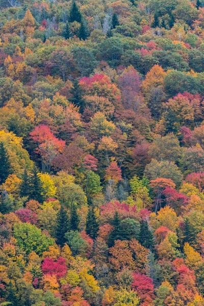 Bosque Canopy Cambio de color —  Fotos de Stock