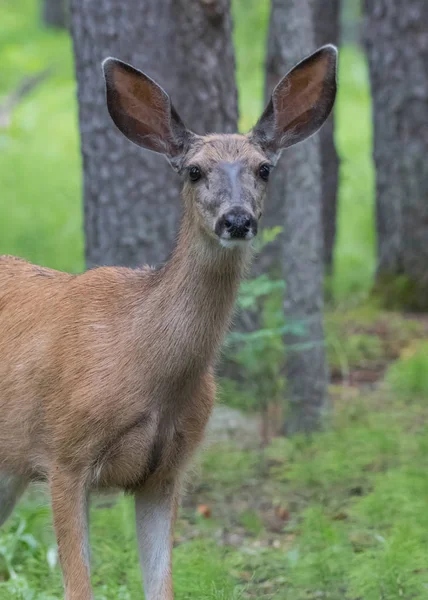 Mule Deer ser på kameran — Stockfoto