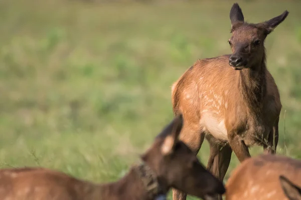 Mladí Elk hrát v poli — Stock fotografie