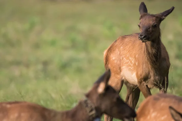 Young Elk Play in Field — Stock Photo, Image