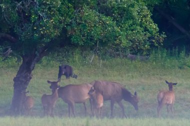 Siyah ayı geyik sürüsü tehdit ediyor.