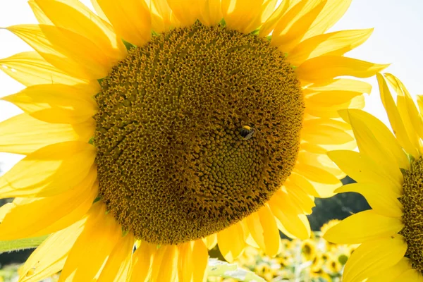 Bee Pollinating Sun Flower — Stock Photo, Image