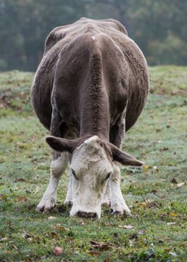 Önden Görünüm otlatma inek