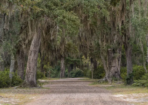 Live Oak přes štěrkové cestě — Stock fotografie